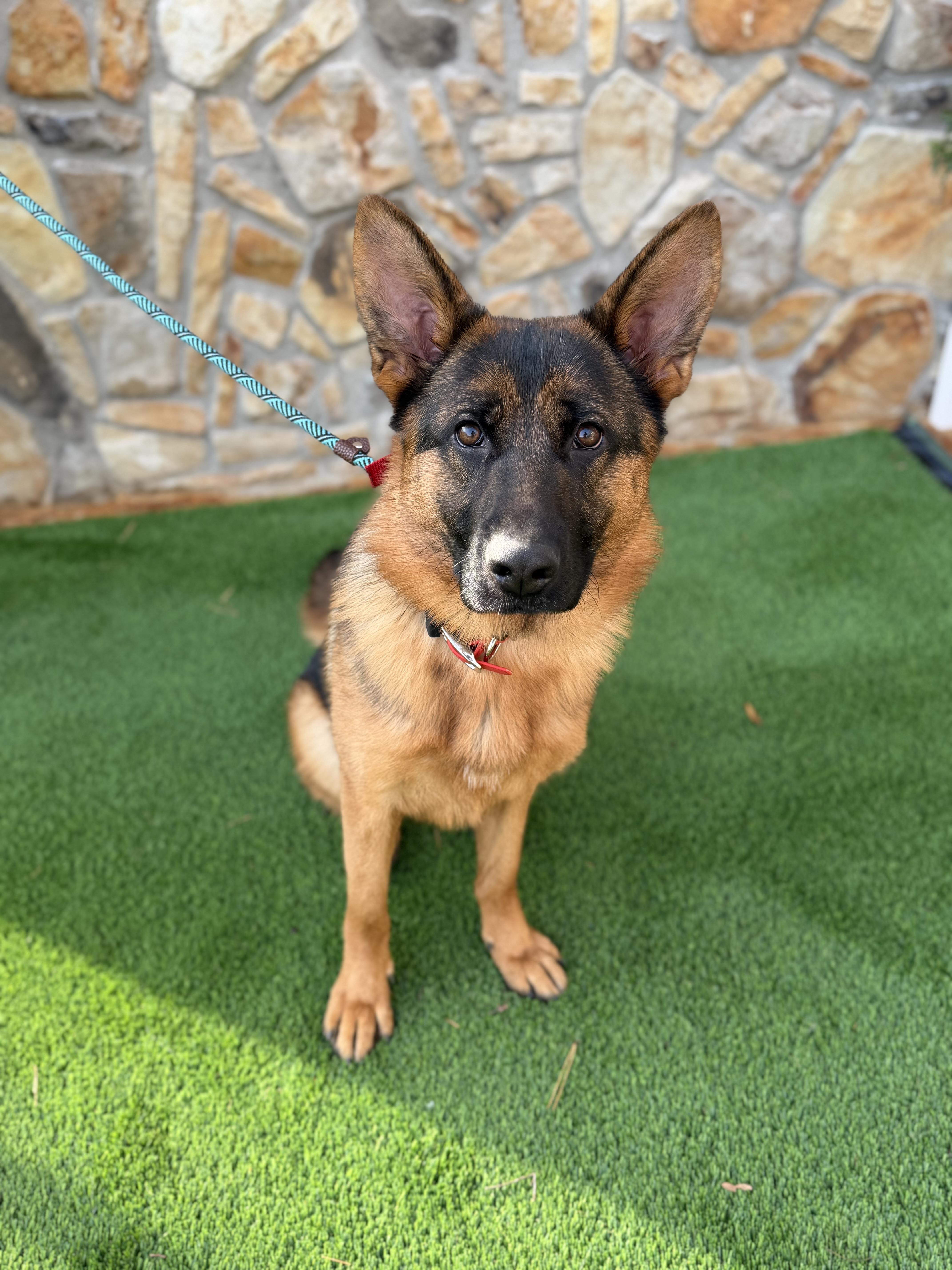Athena , adopted, Young Female German Shepherd Dog.