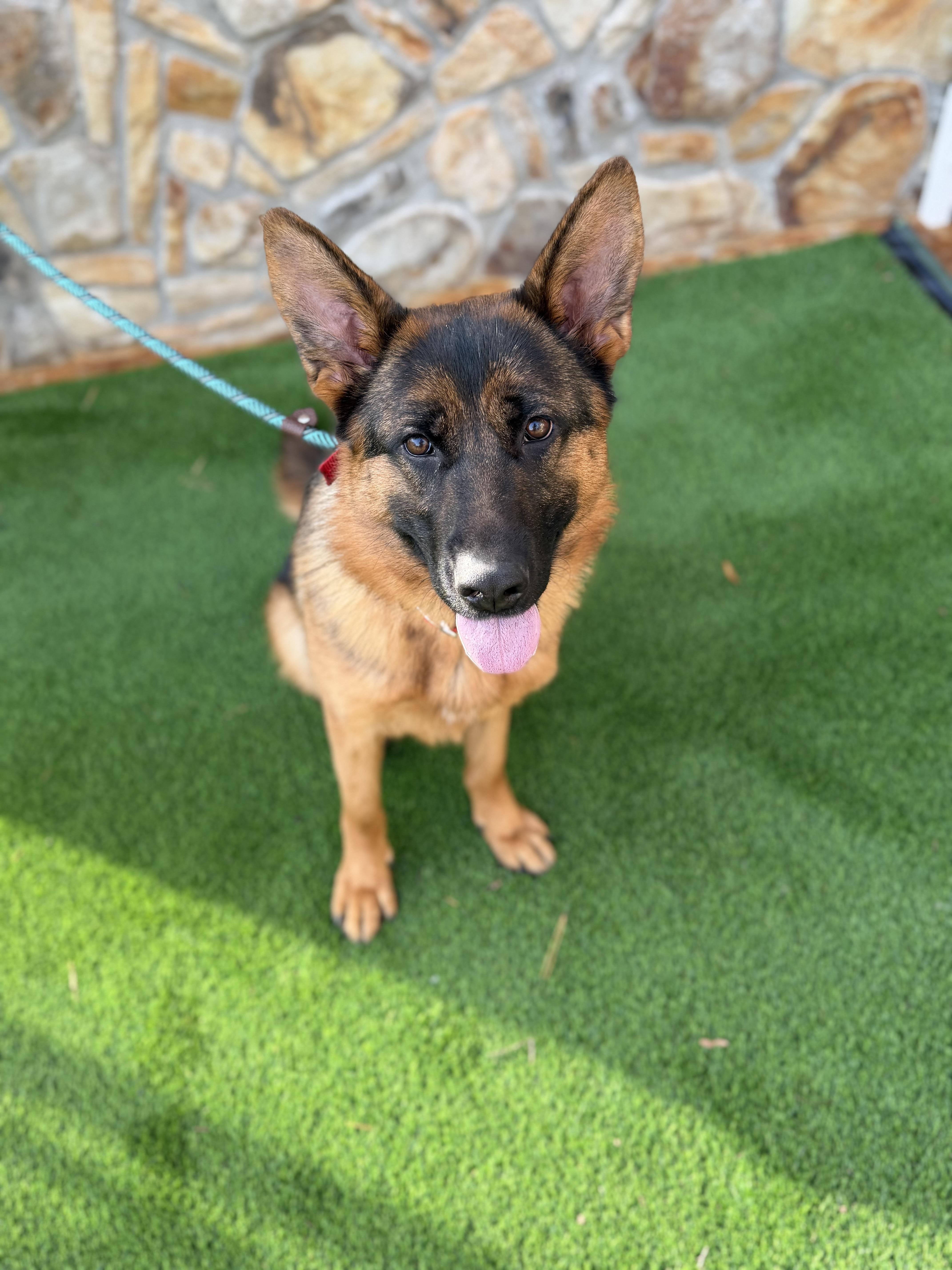 Enlarge Athena , an adopted German Shepherd Dog in Salisbury, NC image 4/6