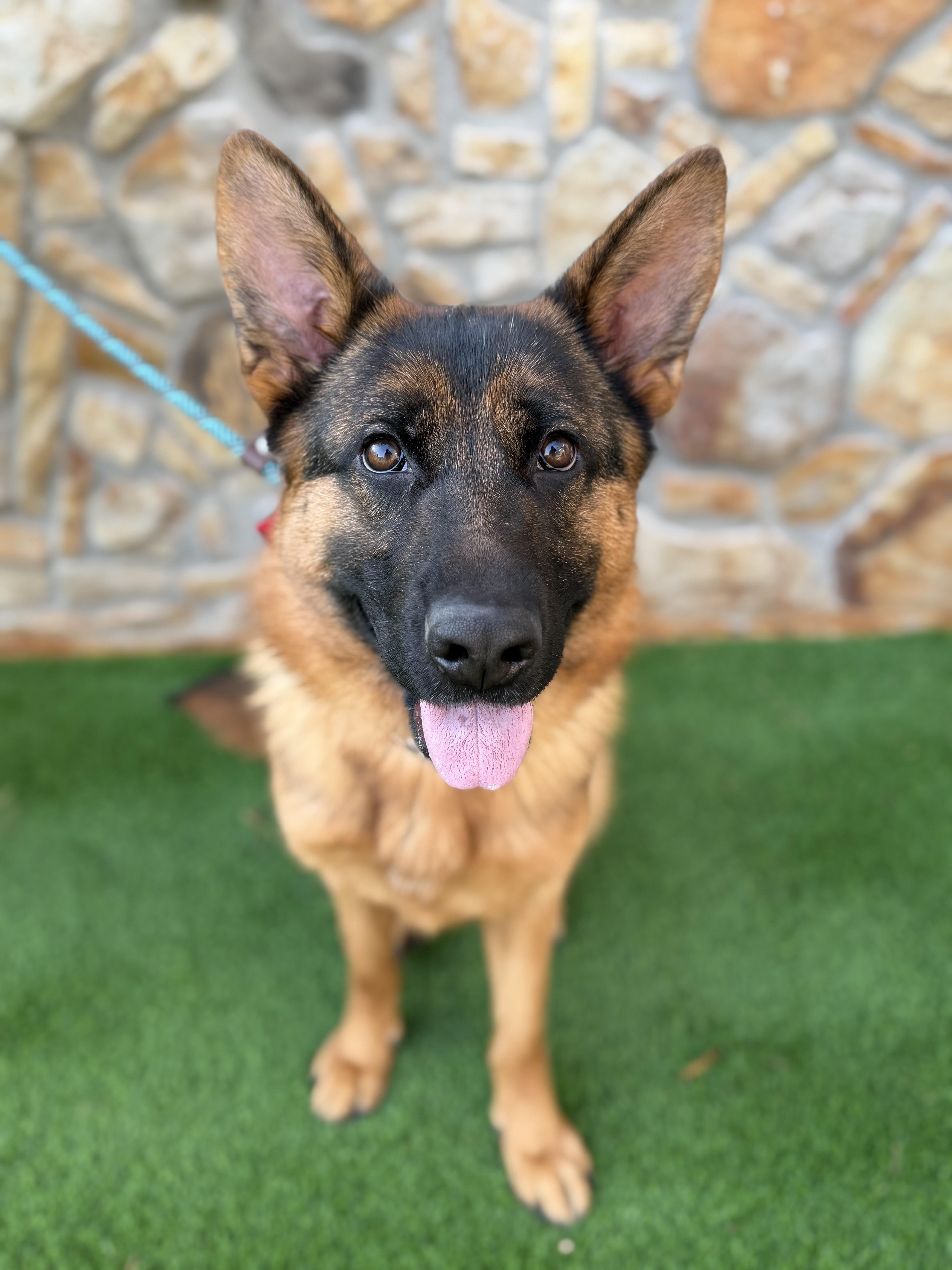 Enlarge Athena , an adopted German Shepherd Dog in Salisbury, NC image 5/6