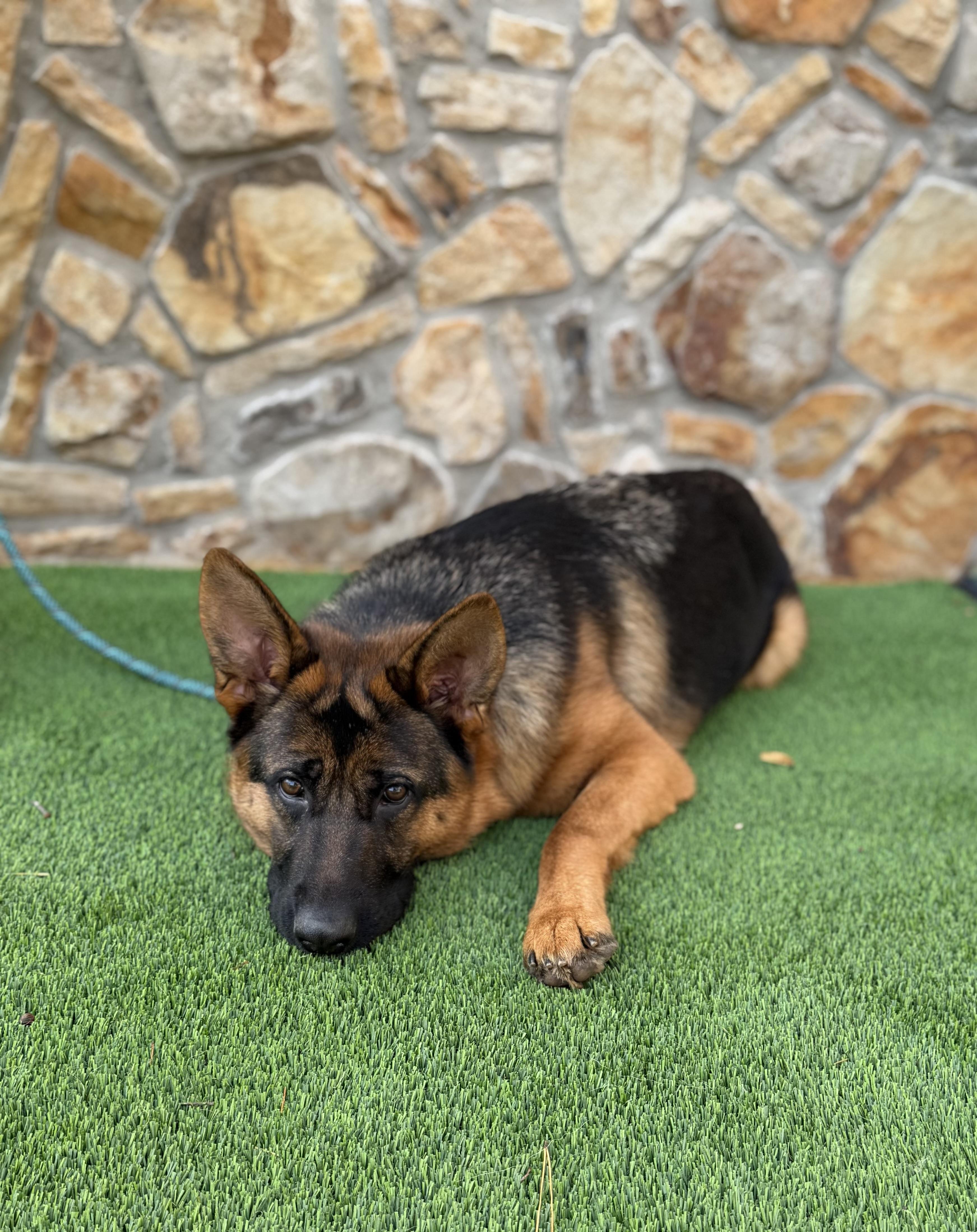 Enlarge Athena , an adopted German Shepherd Dog in Salisbury, NC image 6/6