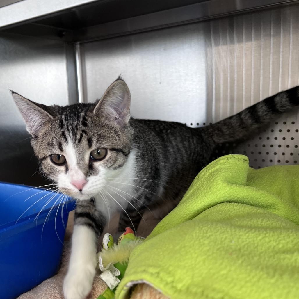 Enlarge Colonel Cornbread, a Adoptable Domestic Short Hair in Sarasota, FL image 1/2