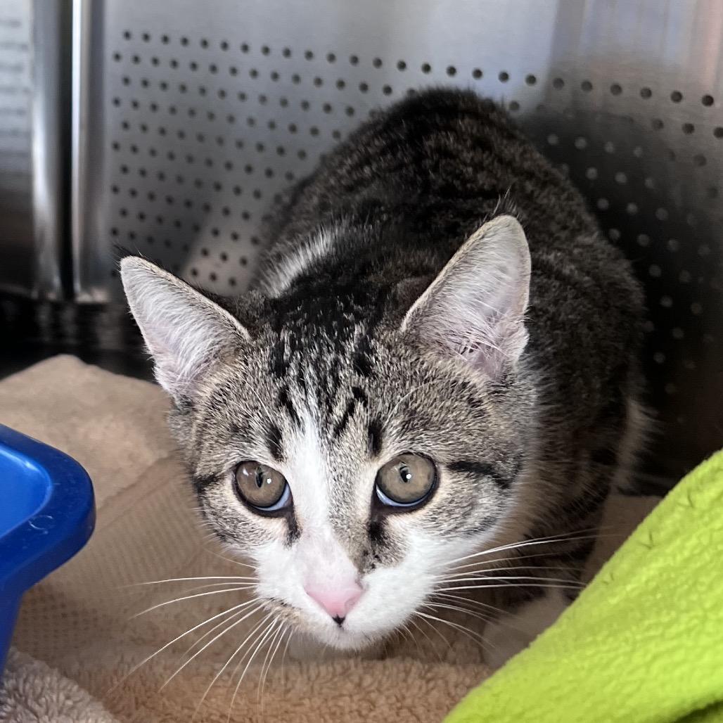 Enlarge Colonel Cornbread, a Adoptable Domestic Short Hair in Sarasota, FL image 2/2