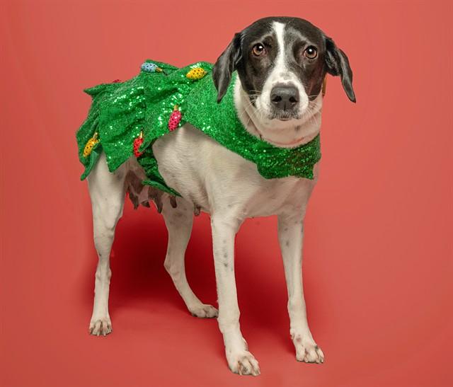 ELOWEN, Adoptable, Adult Female English Pointer.