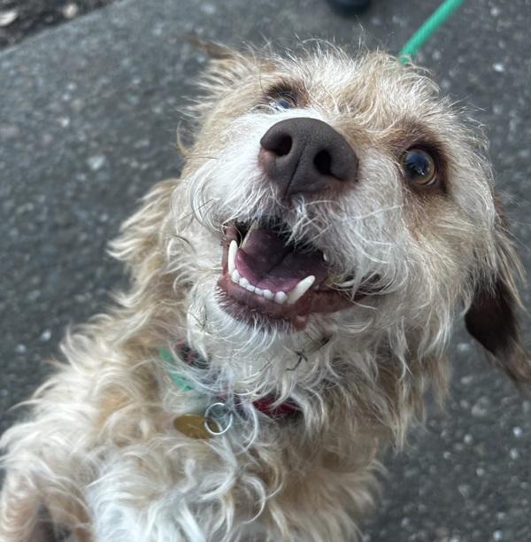 Enlarge Dave Matthews, a Adoptable mixed breed in Oakland, CA image 1/1