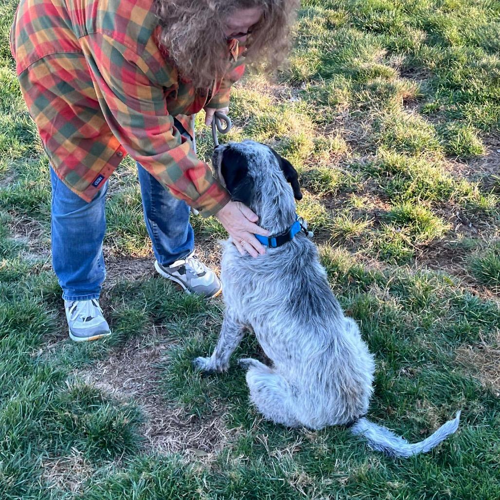 Oscar, Adoptable, Adult Male Poodle & Terrier.