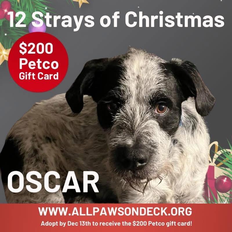 Oscar, a Adoptable mixed breed in Griswold, CT image 1/6