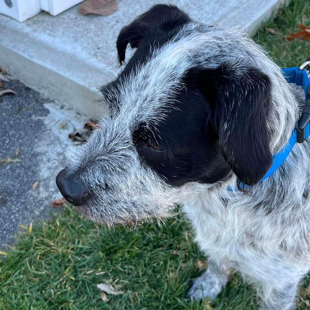 Oscar, a Adoptable mixed breed in Griswold, CT image 2/6