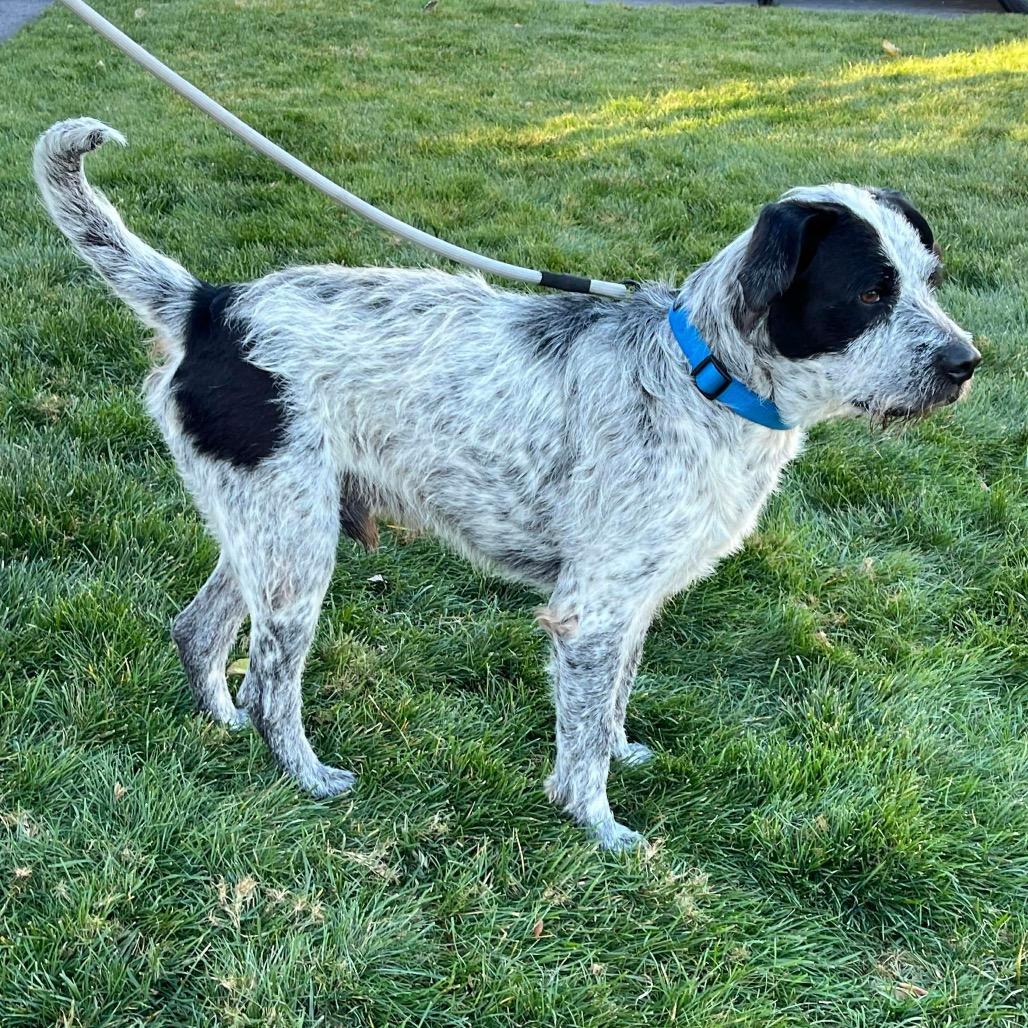 Oscar, a Adoptable mixed breed in Griswold, CT image 3/6