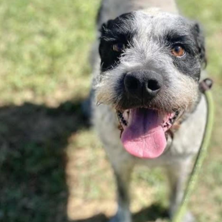 Oscar, a Adoptable mixed breed in Griswold, CT image 5/6