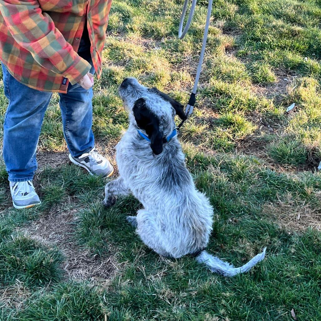 Oscar, a Adoptable mixed breed in Griswold, CT image 6/6