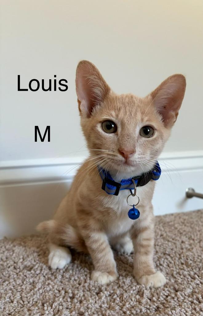 Enlarge Louis, a Adoptable mixed breed in Darien, GA image 1/1