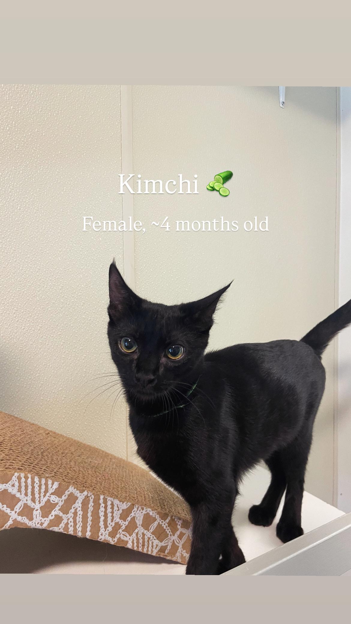 4 month old kittens, Adoptable, Kitten Male Domestic Short Hair.