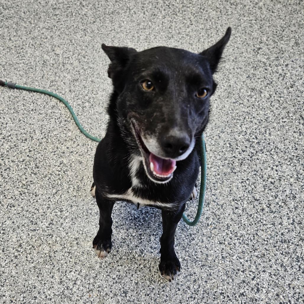 Suki, Adoptable, Adult Female Border Collie & Mixed Breed.