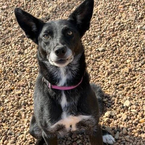 Enlarge Suki, a Adoptable mixed breed in Kingman, KS image 2/6