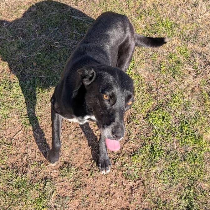 Enlarge Suki, a Adoptable mixed breed in Kingman, KS image 3/6