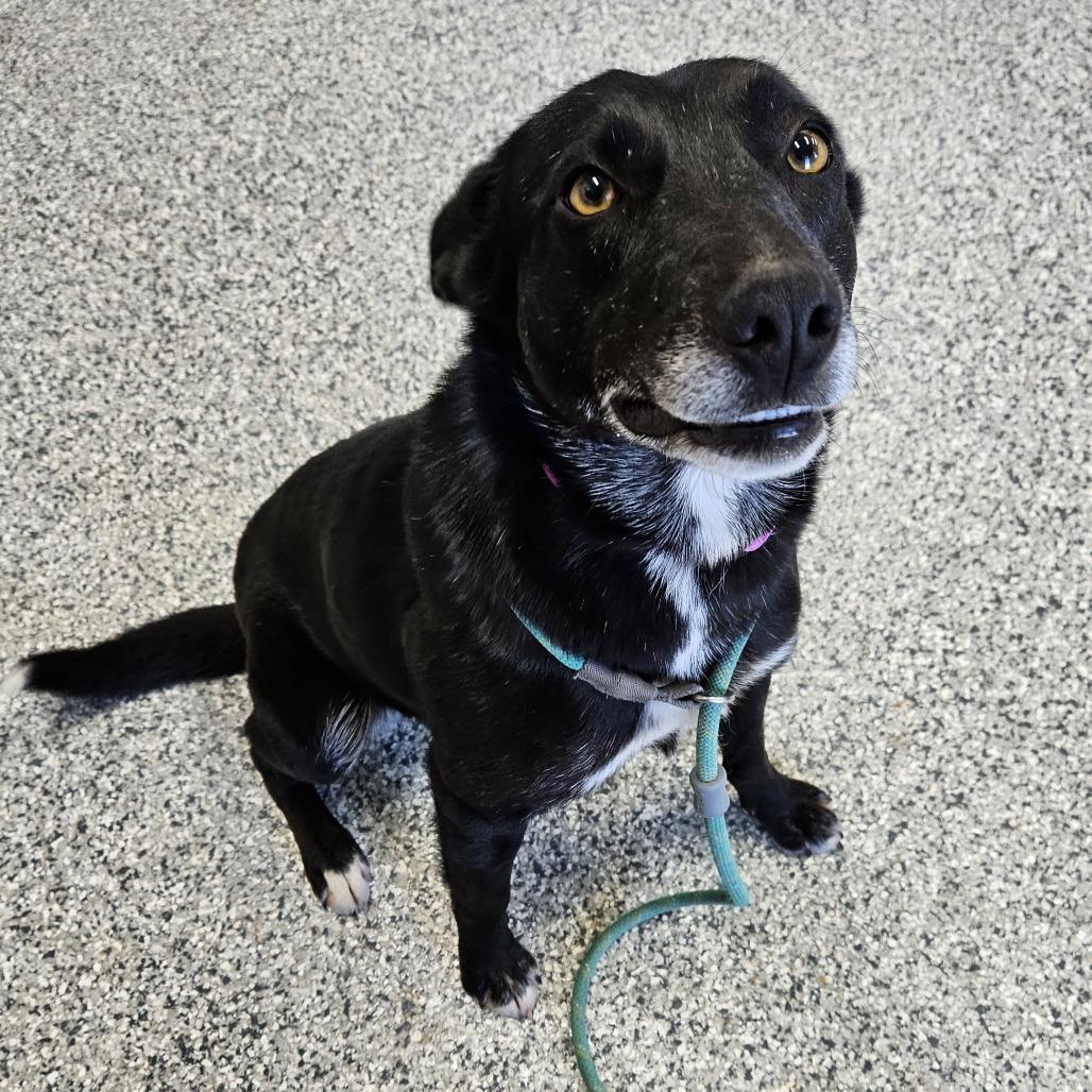 Enlarge Suki, a Adoptable mixed breed in Kingman, KS image 4/6