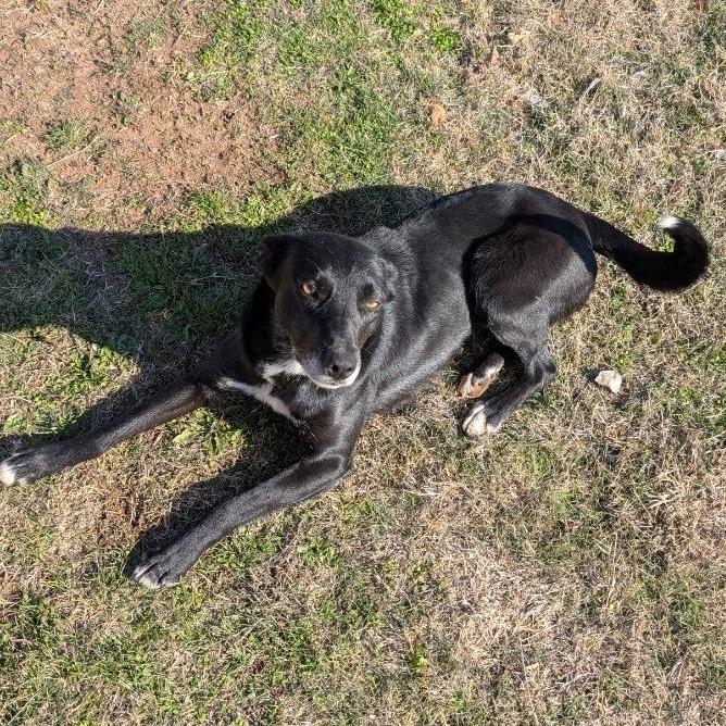 Enlarge Suki, a Adoptable mixed breed in Kingman, KS image 5/6