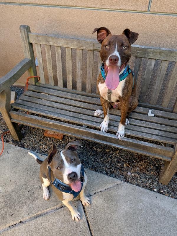 Enlarge Funky Disco, a Adoptable mixed breed in Santa Rosa, CA image 1/1