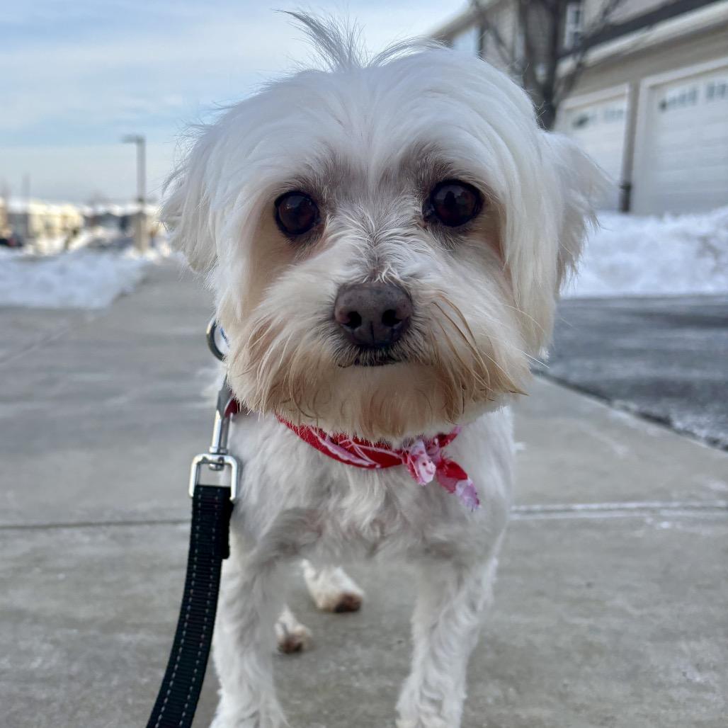 Hans, Adoptable, Senior Male Maltese.