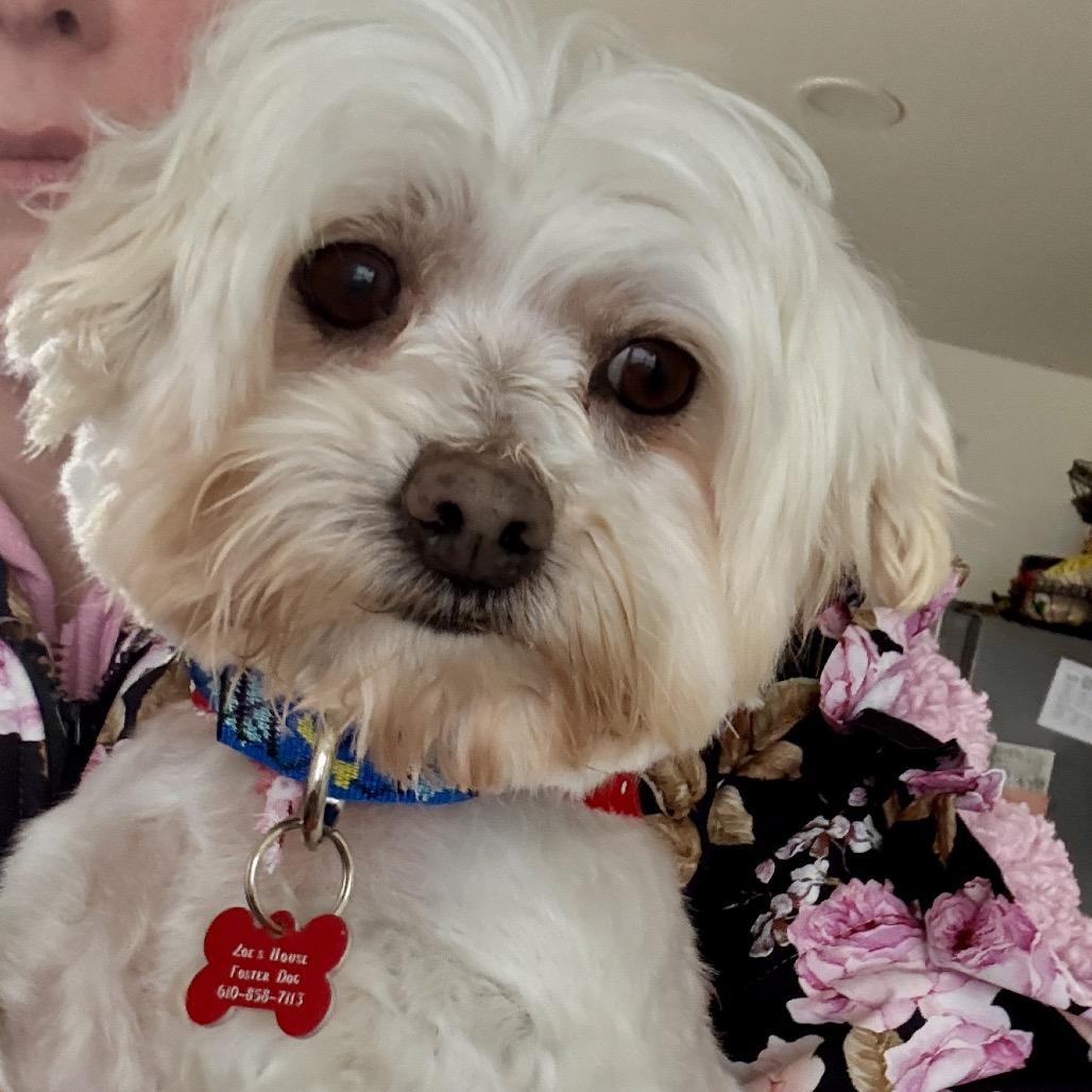 Hans, a Adoptable Maltese in Sinking Spring, PA image 2/2