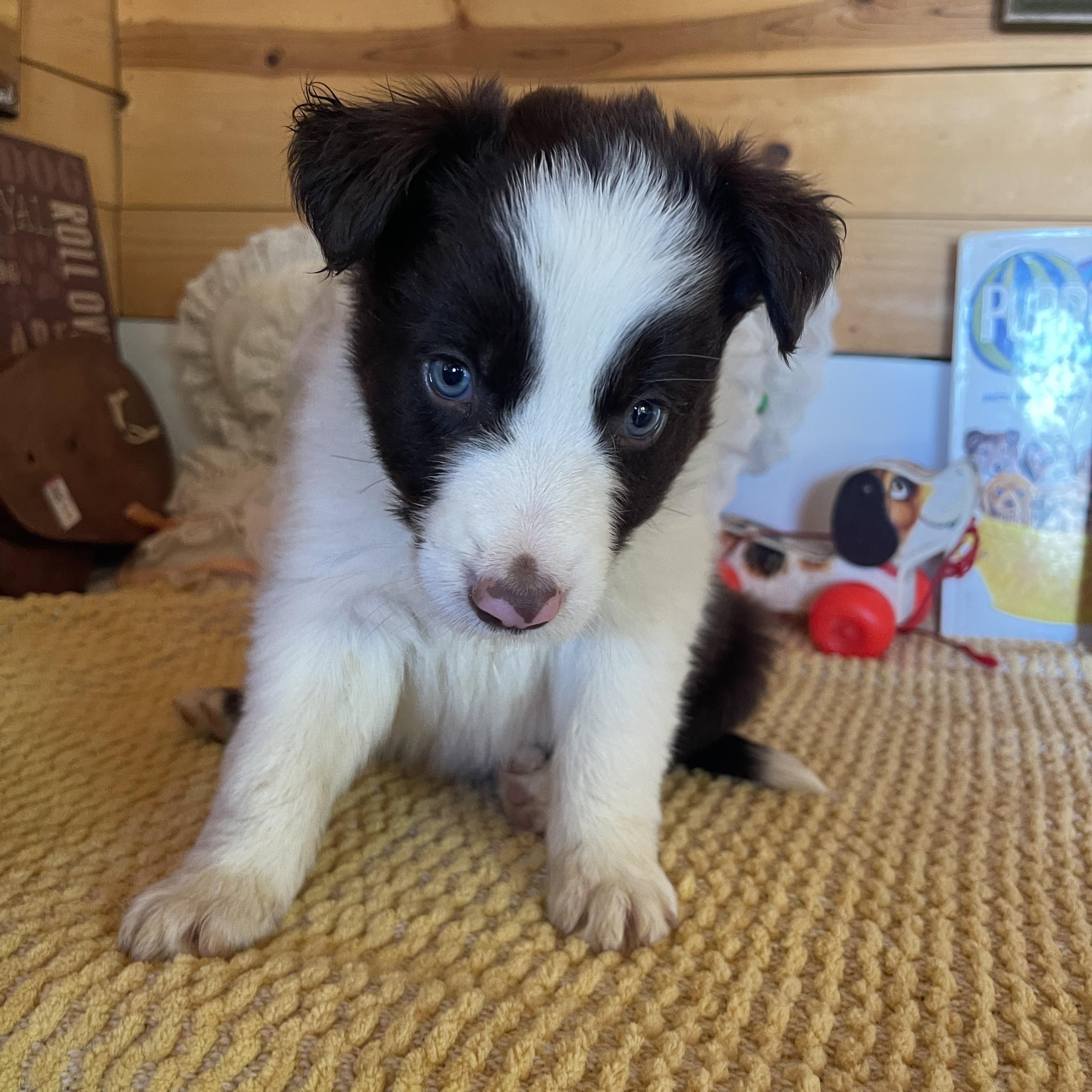 Enzo, ADOPTABLE, Puppy Male Border Collie.