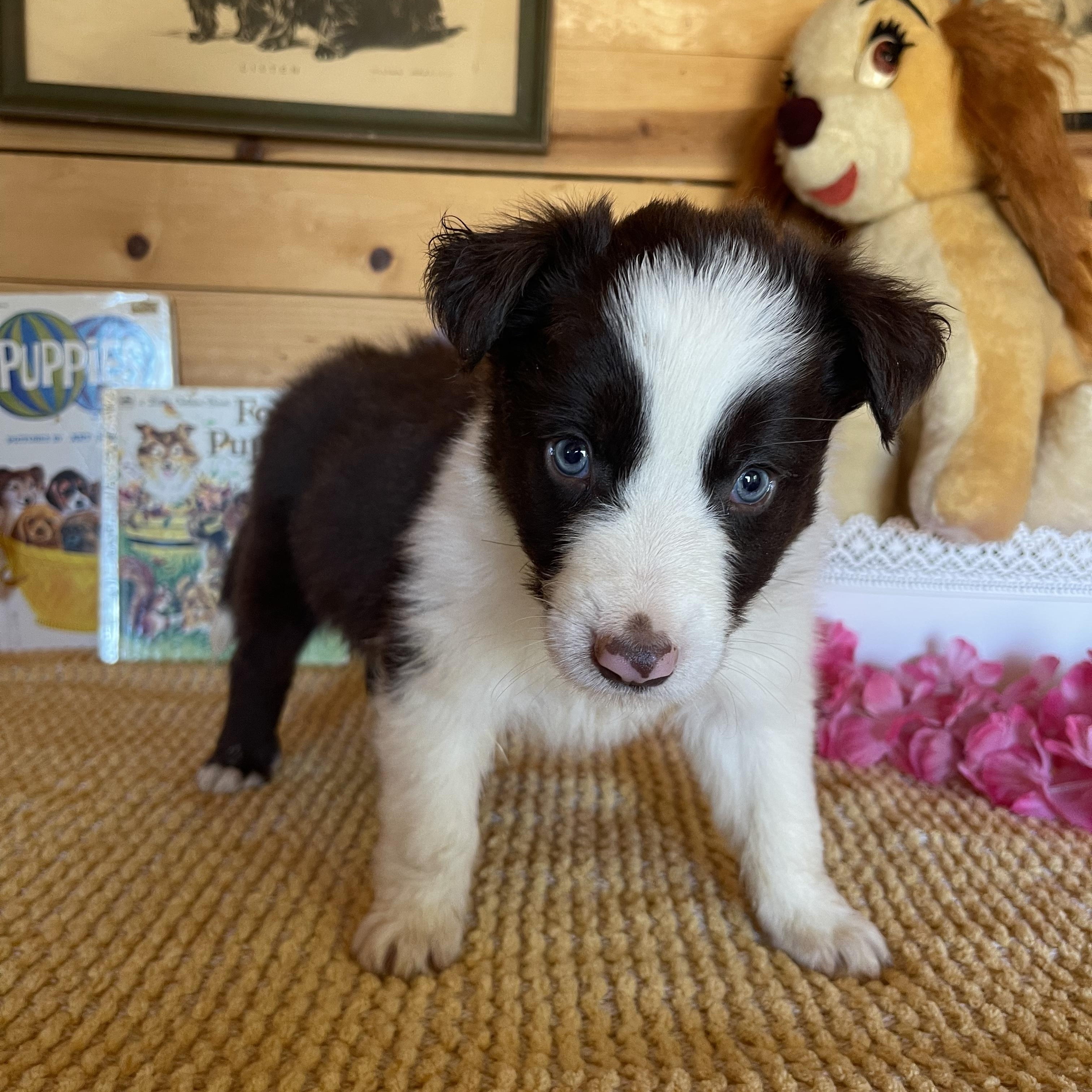 Enzo, a ADOPTABLE Border Collie in Vacaville, CA image 4/4
