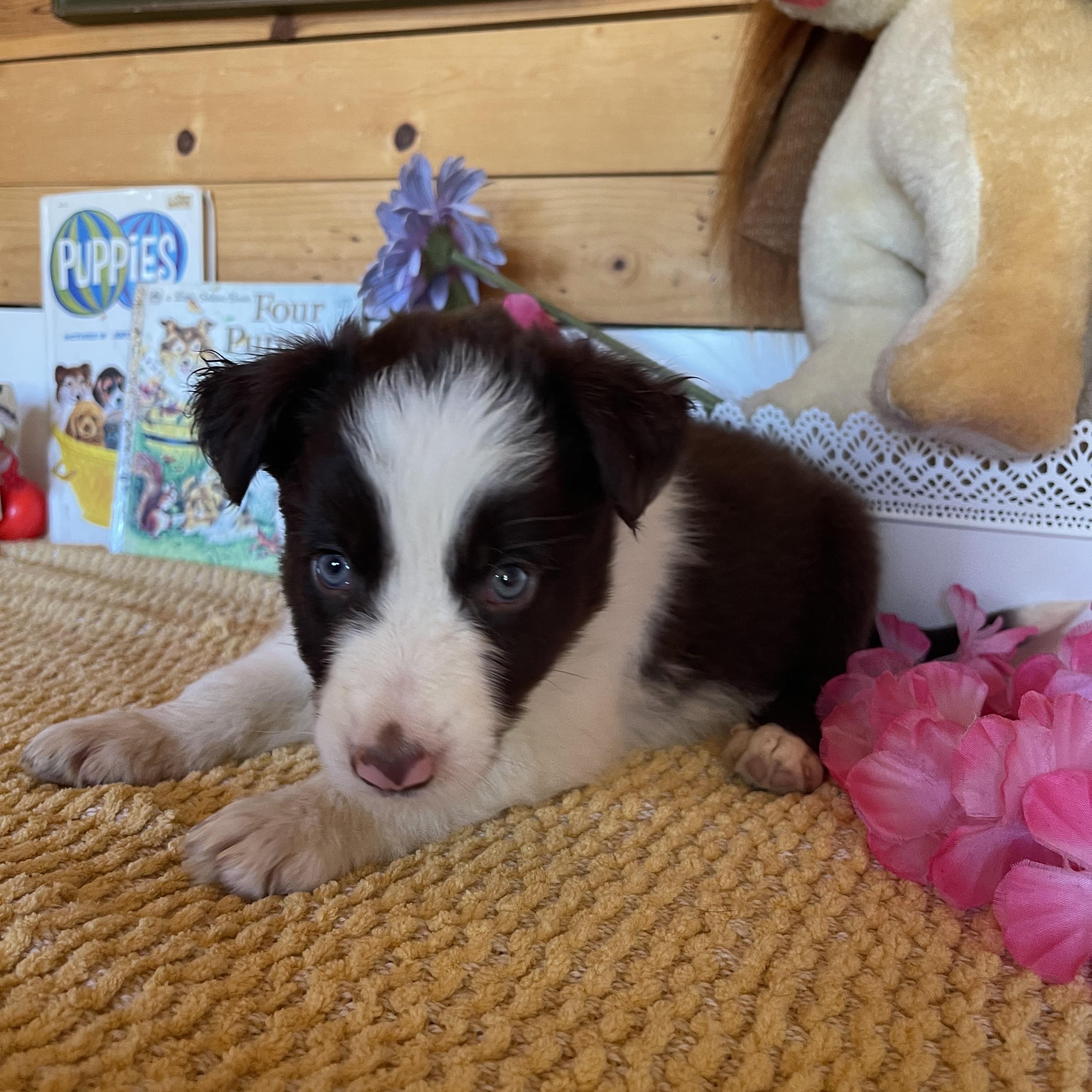 Enzo, a ADOPTABLE Border Collie in Vacaville, CA image 3/4