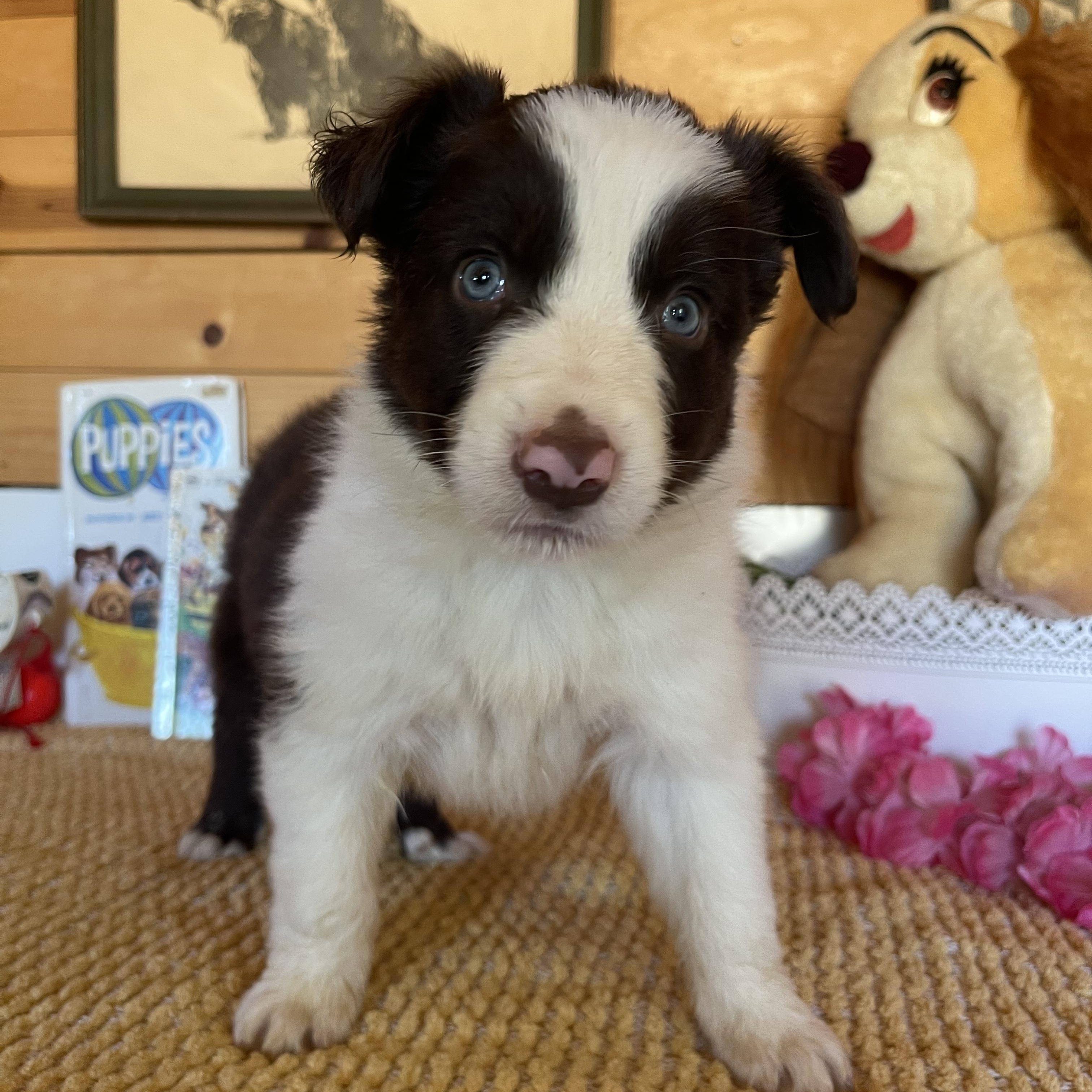 Enzo, a ADOPTABLE Border Collie in Vacaville, CA image 2/4