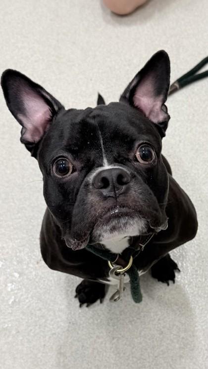 Enlarge Taquito (Taki), a Adoptable mixed breed in Honolulu, HI image 1/1