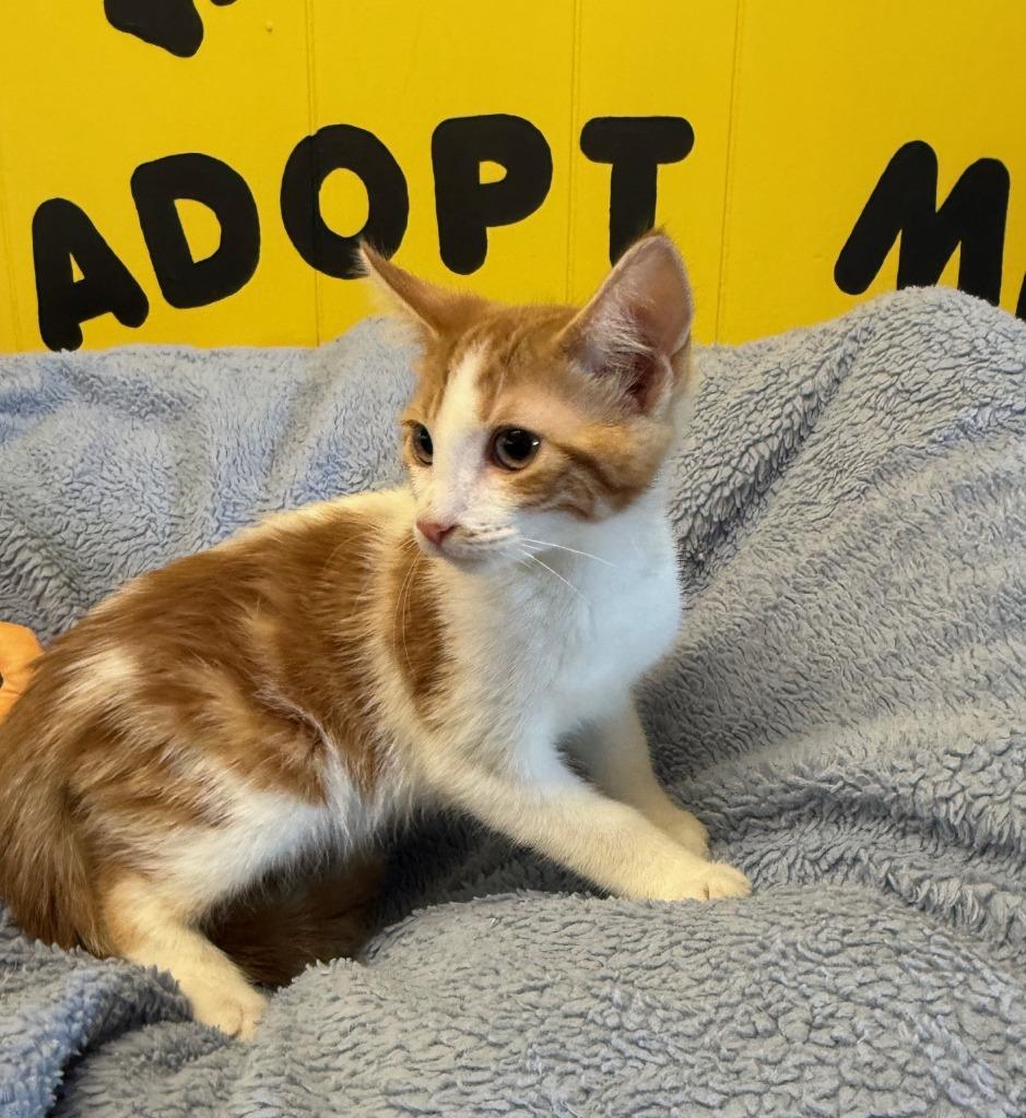 Kenji, Adoptable, Kitten Male Domestic Short Hair.