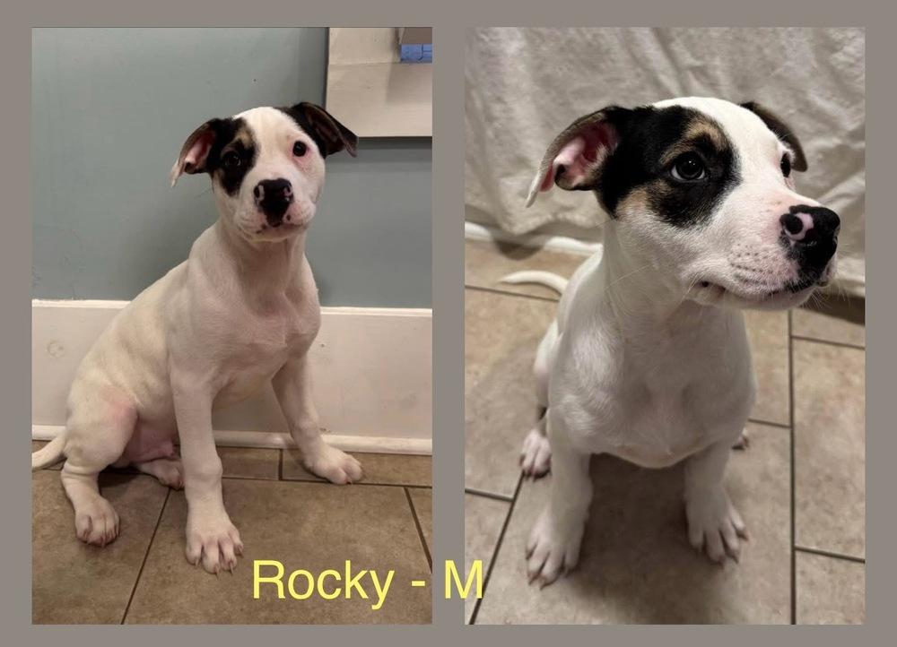 Rocky, Adoptable, Puppy Male Mixed Breed.