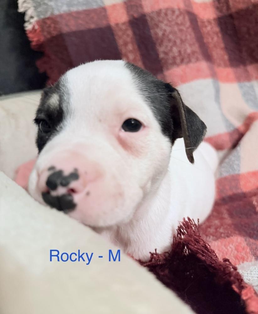 Enlarge Rocky, a Adoptable mixed breed in Cheektowaga, NY image 1/1