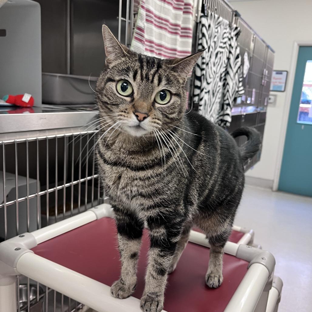Enlarge Zara, a Adoptable Domestic Short Hair in Santa Barbara, CA image 1/3