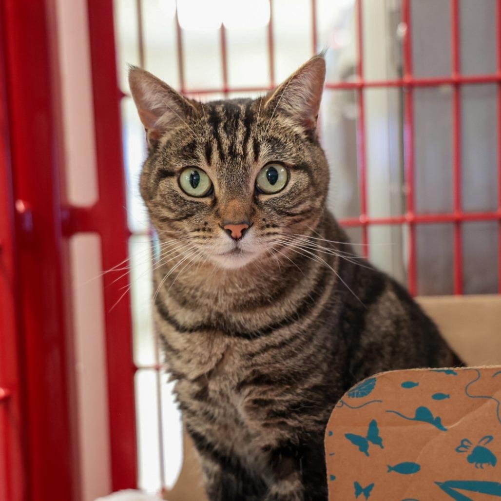 Enlarge Zara, a Adoptable Domestic Short Hair in Santa Barbara, CA image 1/2