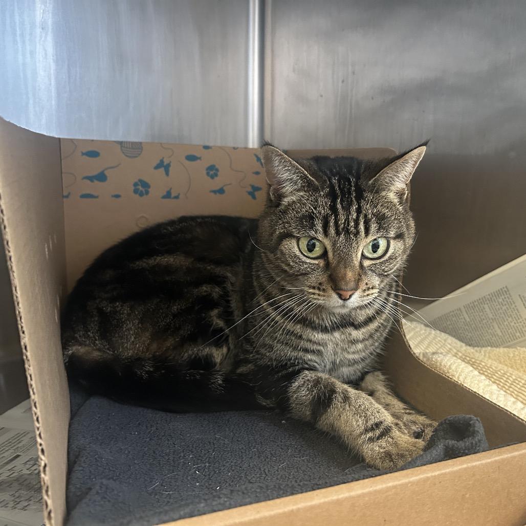 Enlarge Zara, a Adoptable Domestic Short Hair in Santa Barbara, CA image 2/2