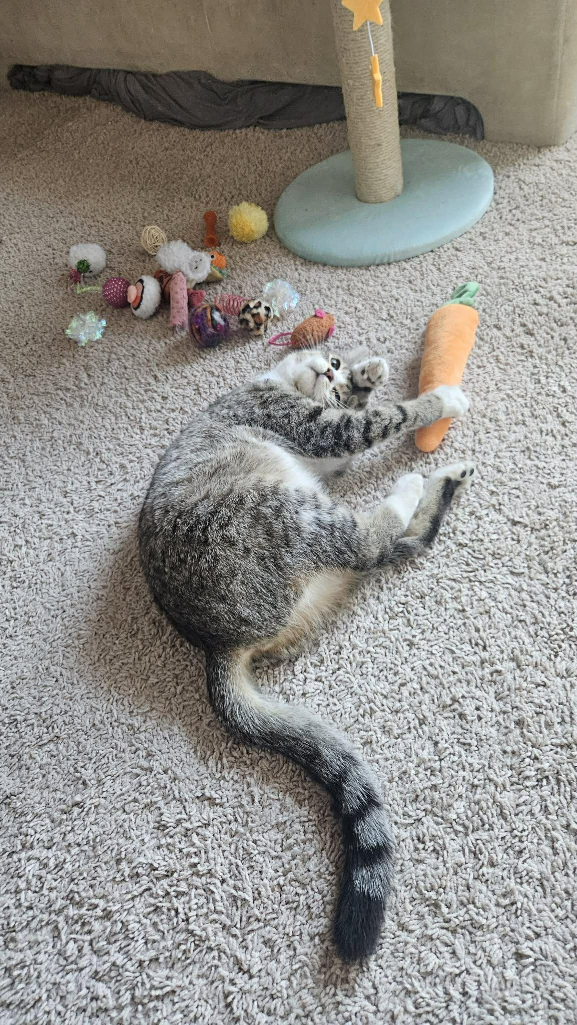 Enlarge Nel, an adopted Domestic Short Hair in Mansfield, TX image 2/2