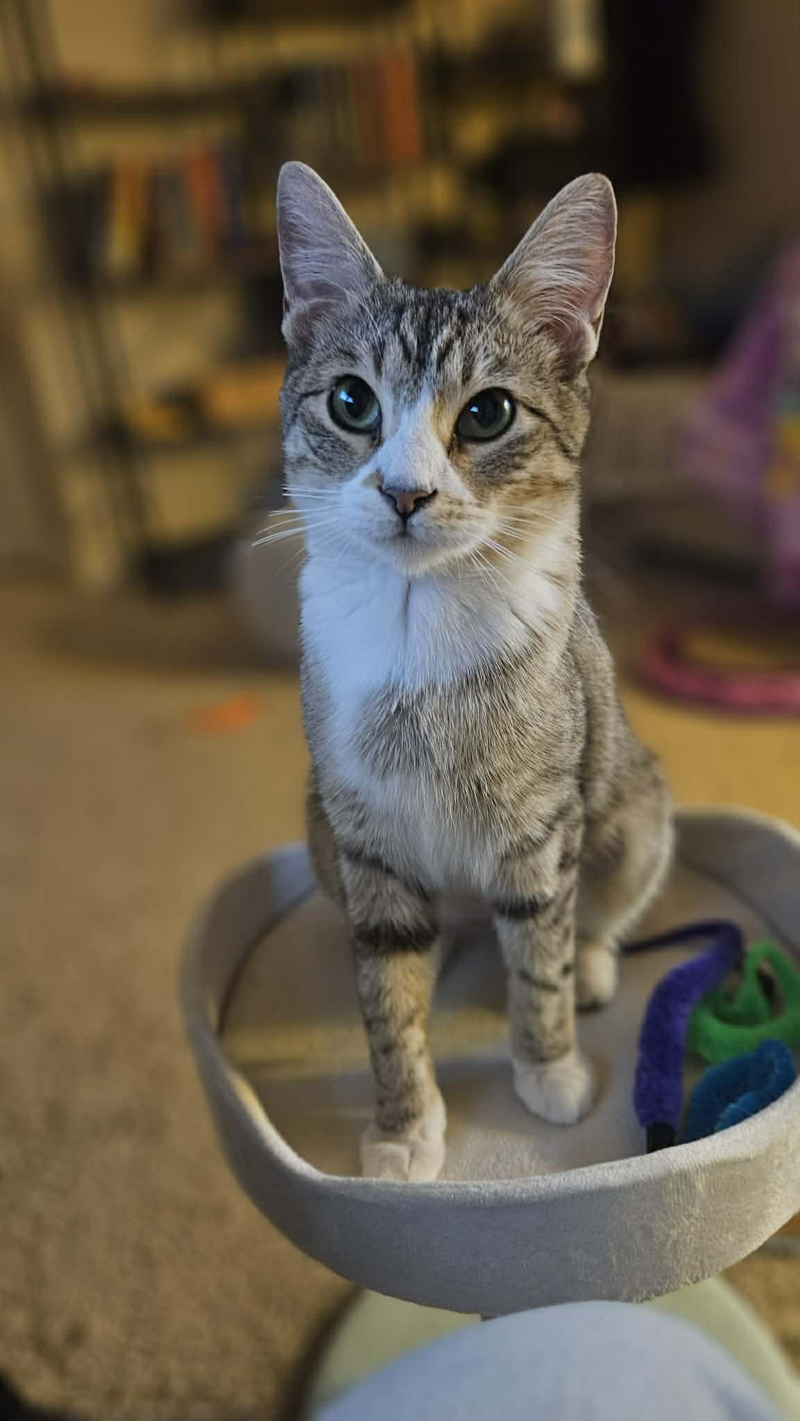 Nel, adopted, Young Female Domestic Short Hair.