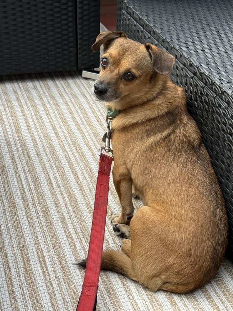 Cody, Adoptable, Adult Male Terrier & Chihuahua.