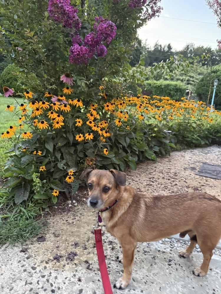 Cody, a Adoptable mixed breed in Manhattan, NY image 2/4