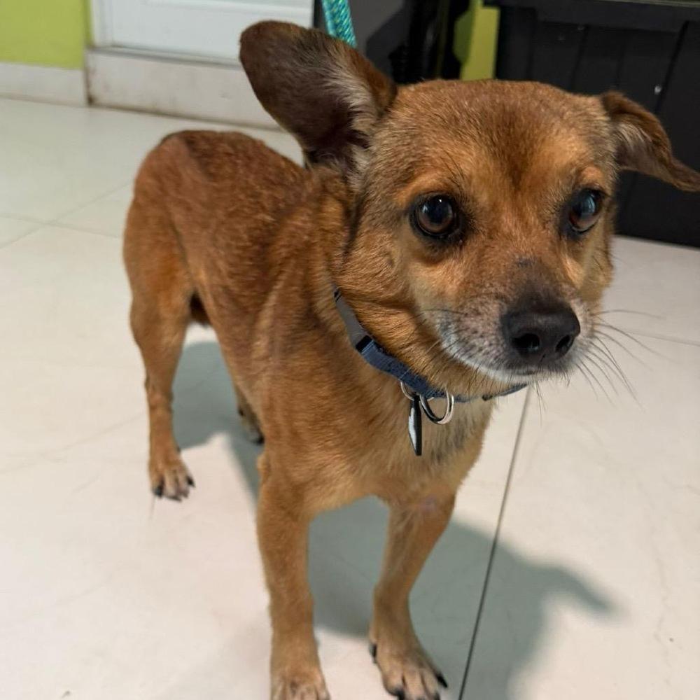 Cody, a Adoptable mixed breed in Manhattan, NY image 3/4