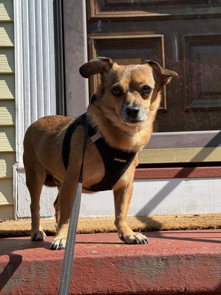 Cody, a Adoptable mixed breed in Manhattan, NY image 4/4