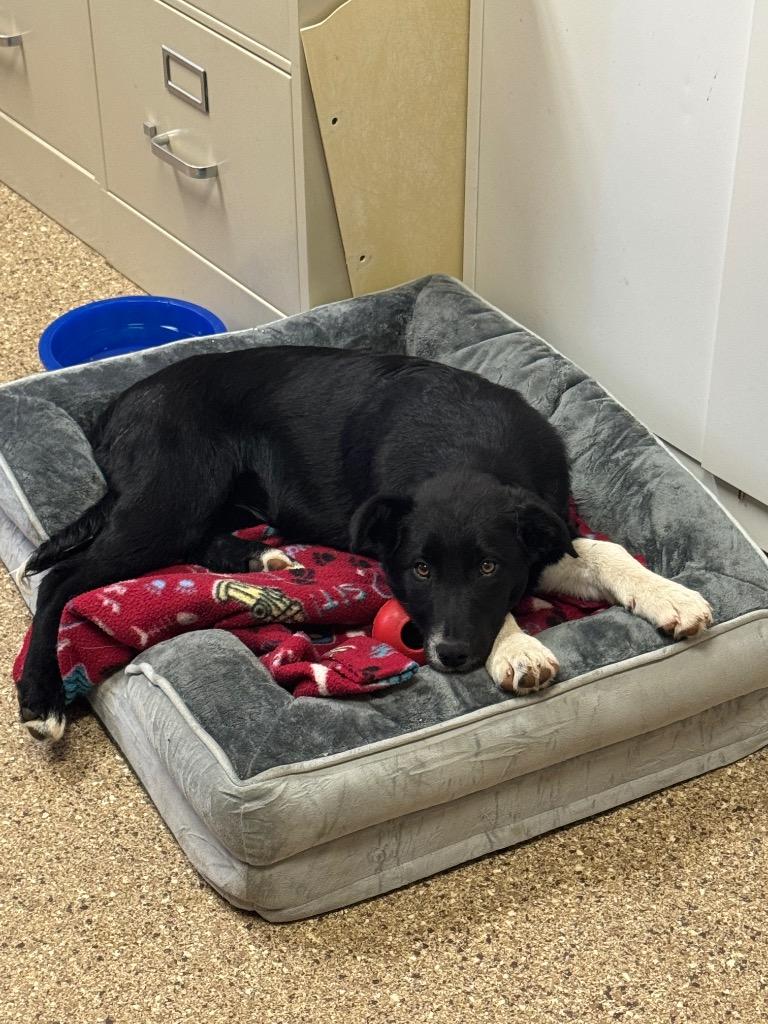 Enlarge Sugar Plum Fairy, a Adoptable mixed breed in Great Bend, KS image 1/4