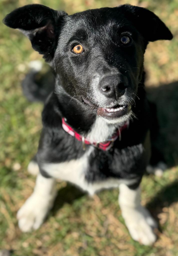 Enlarge Sugar Plum Fairy, a Adoptable mixed breed in Great Bend, KS image 2/4