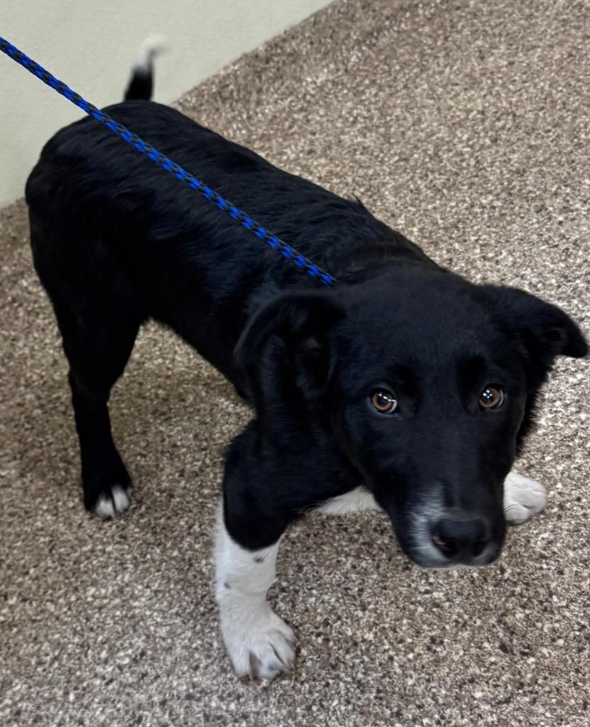 Enlarge Sugar Plum Fairy, a Adoptable mixed breed in Great Bend, KS image 3/4