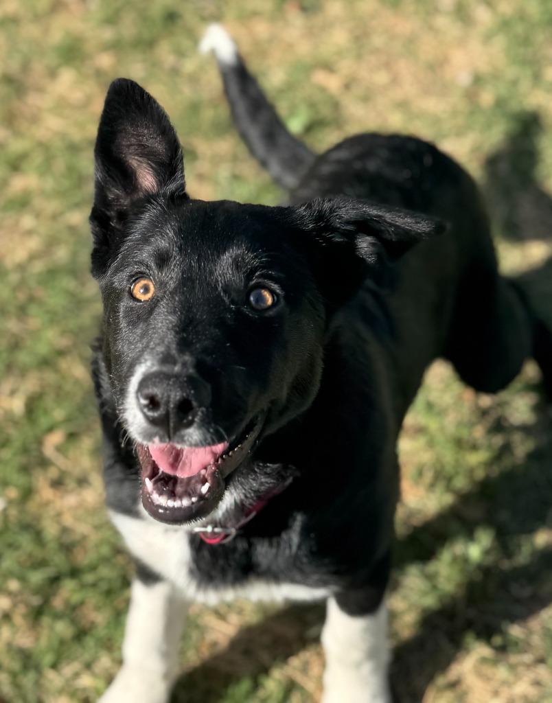 Enlarge Sugar Plum Fairy, a Adoptable mixed breed in Great Bend, KS image 4/4