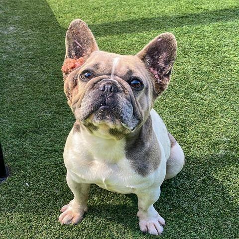 Ben, Adoptable, Adult Male French Bulldog.