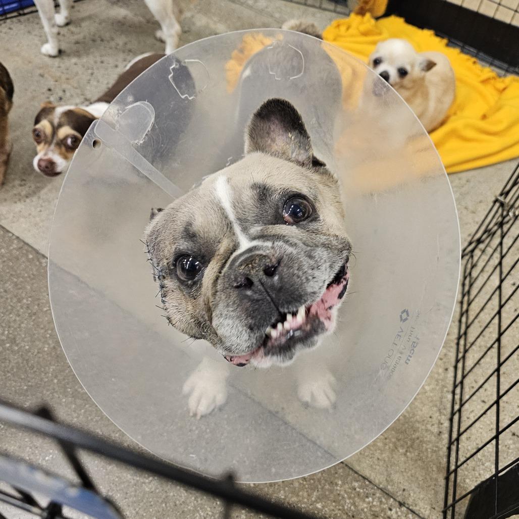 Ben, a Adoptable French Bulldog in Apple Valley, CA image 2/3