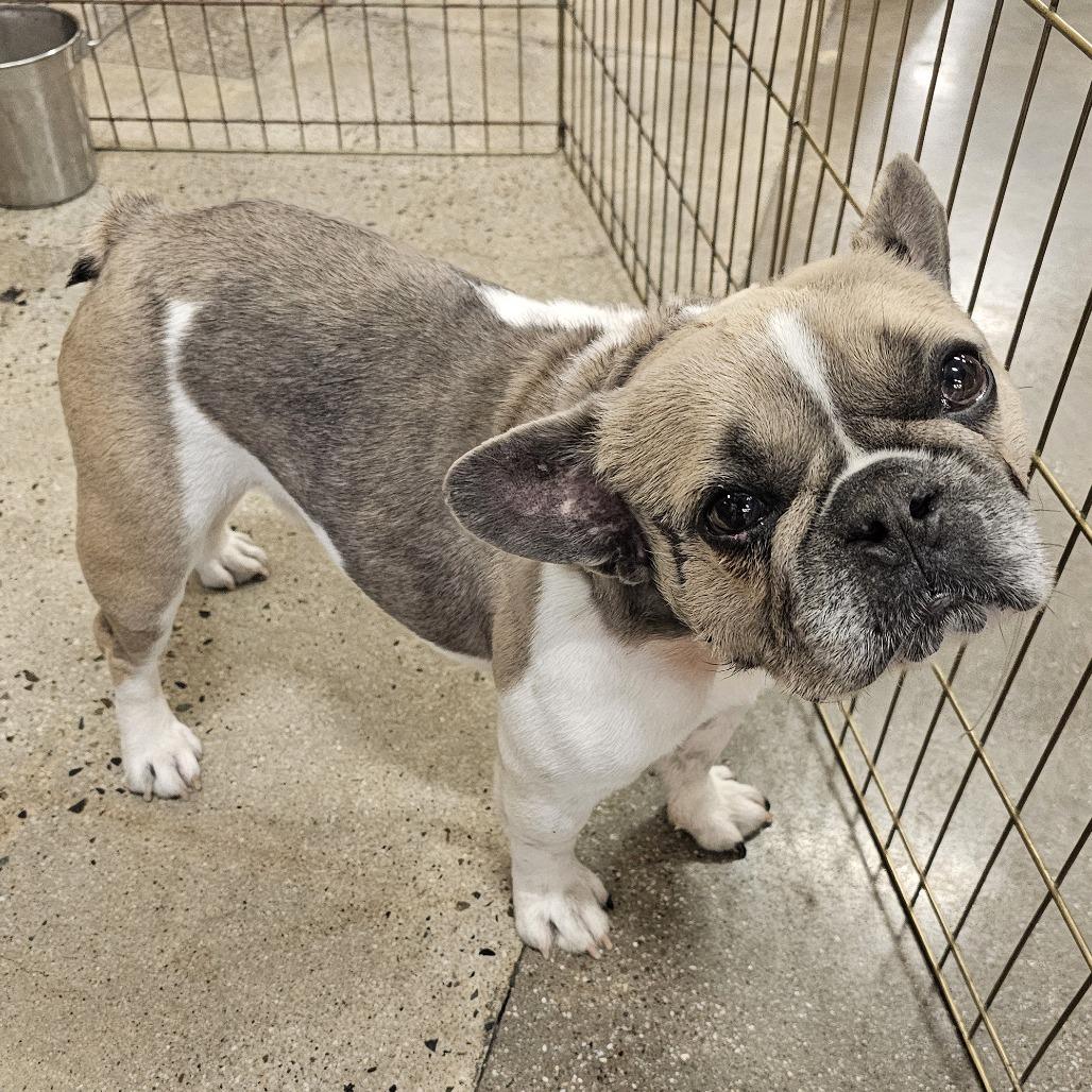 Ben, a Adoptable French Bulldog in Apple Valley, CA image 3/3