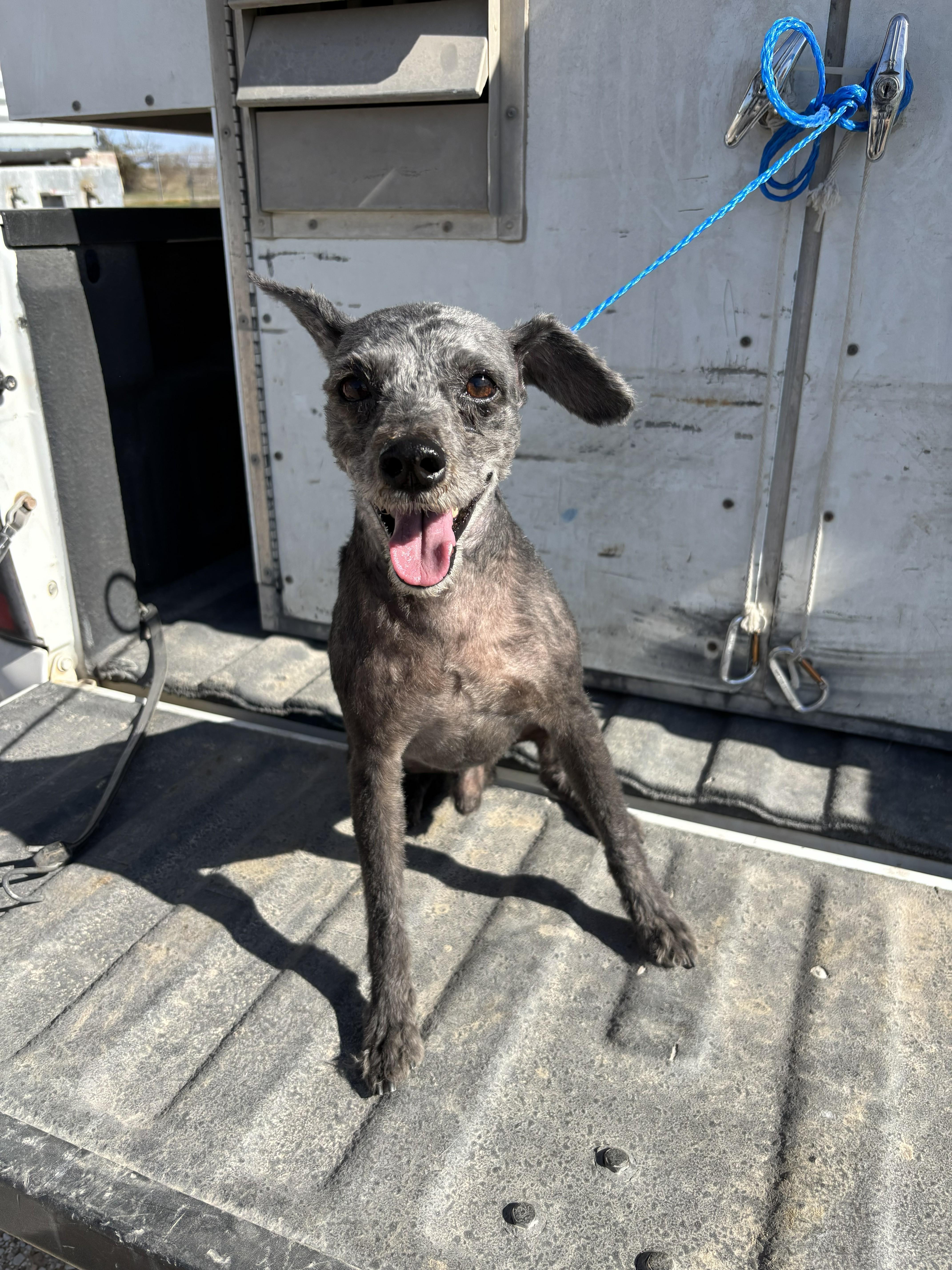 Duncan, adopted, Adult Male Poodle.