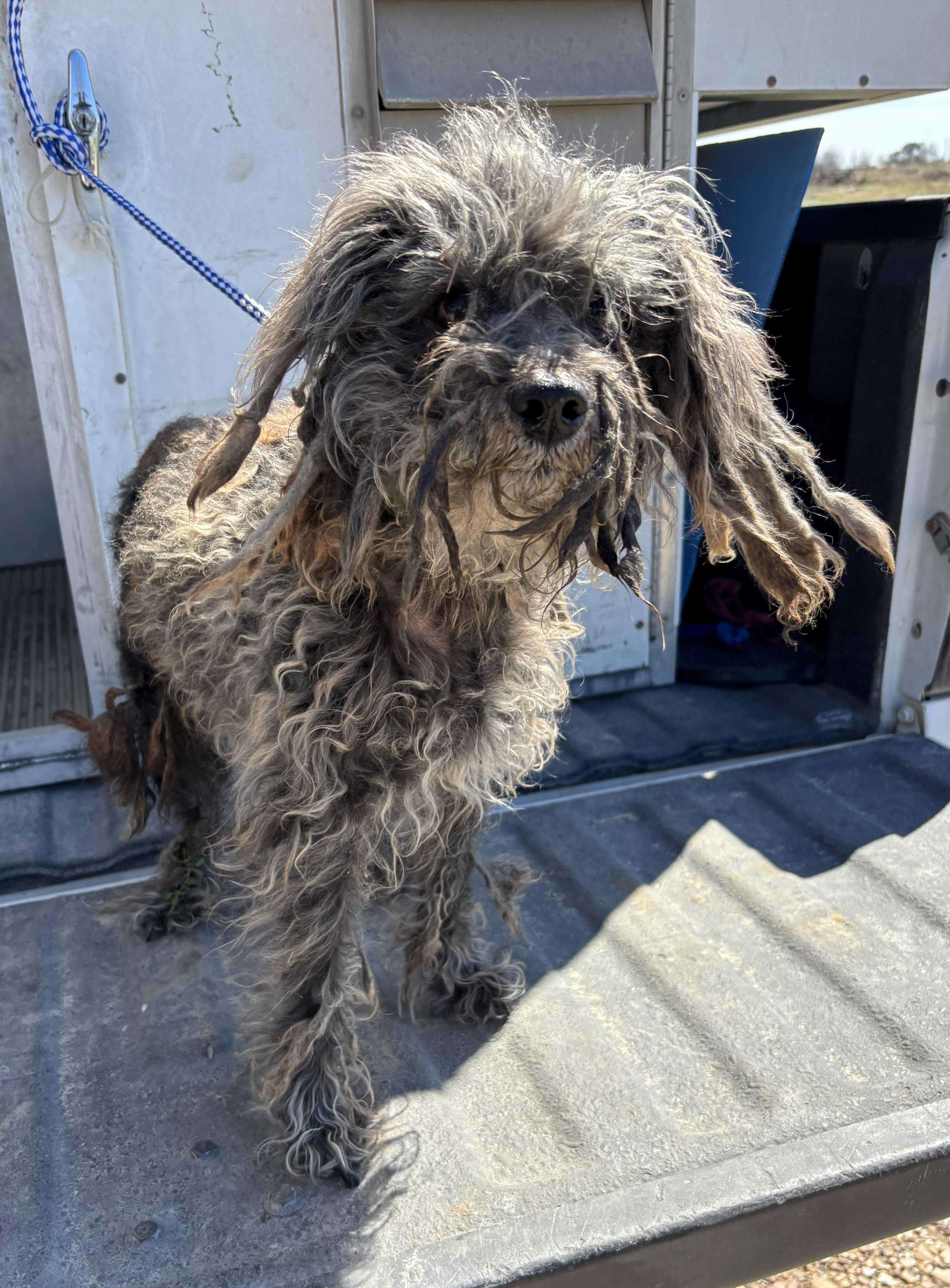 FOUND - Duncan, ADOPTABLE, Adult Male Poodle.